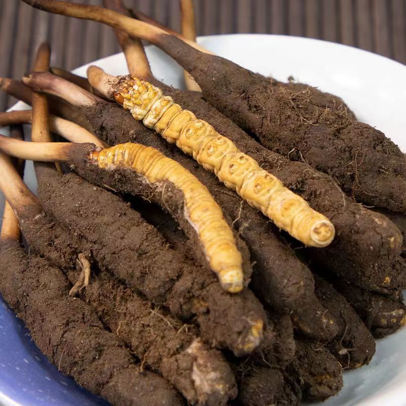 虫草头期干虫草1克5根泡酒新鲜甘孜野草非西藏