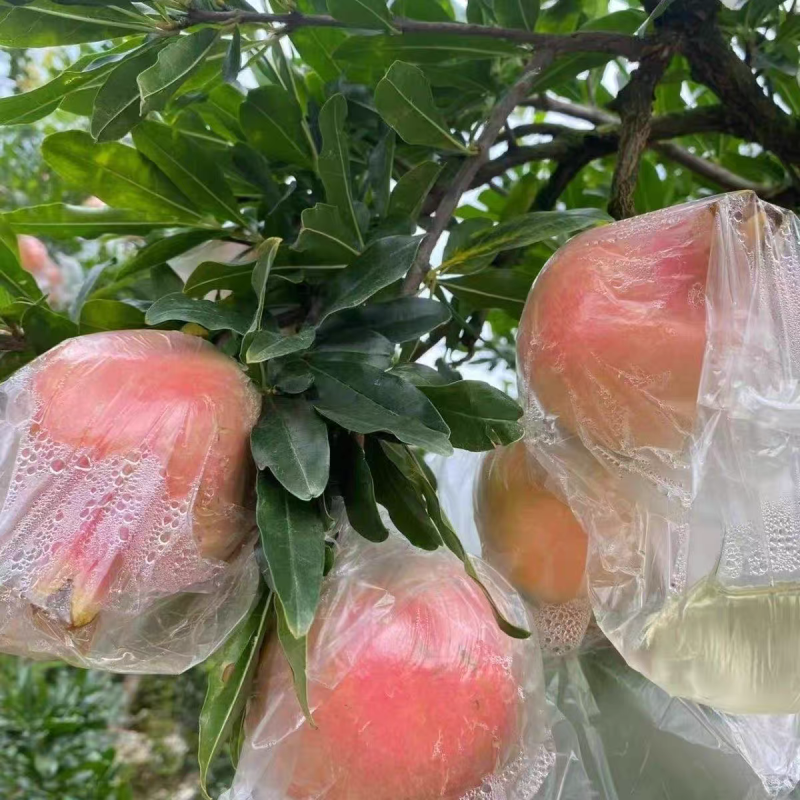 蒙自老树石榴