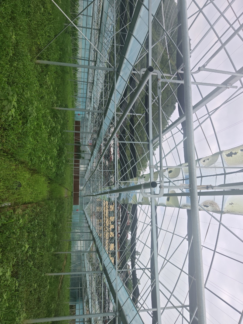 茶苗中茶108茶苗