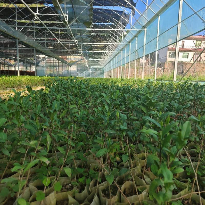 茶苗中茶108茶苗