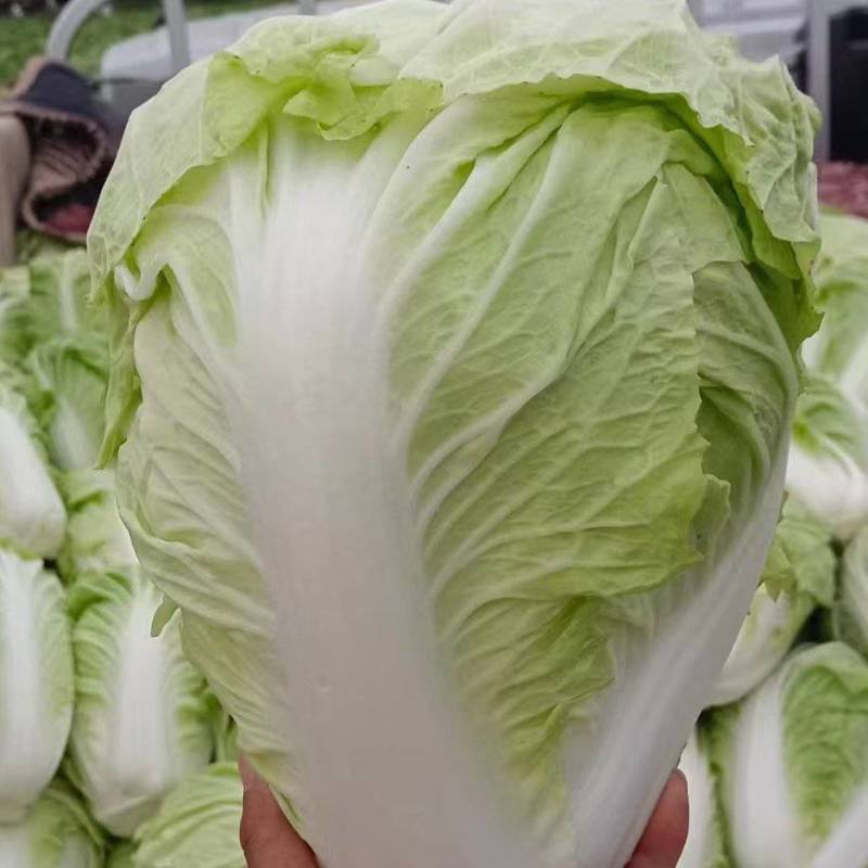 河南内黄圆头白菜大量上市，产地直发，散装，筐装，代收，