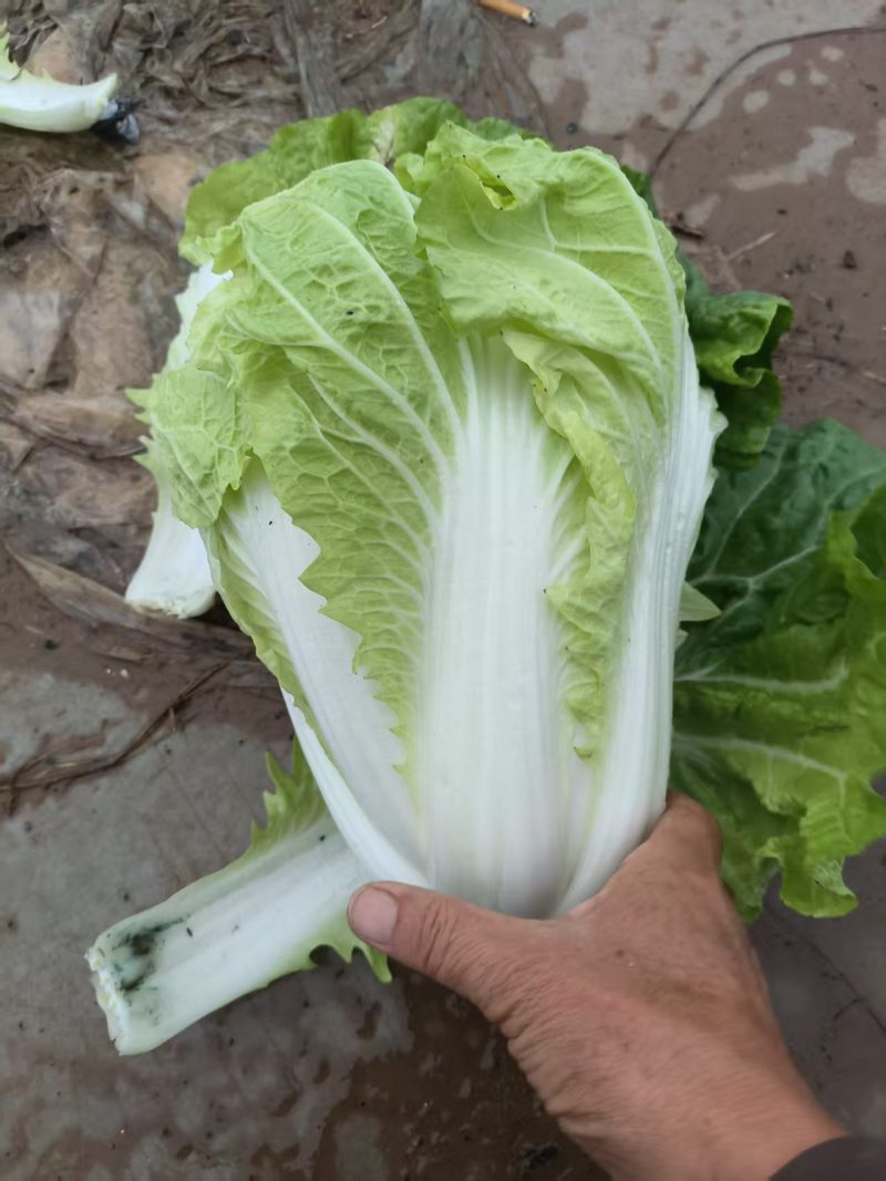 河南内黄圆头白菜大量上市，产地直发，散装，筐装，代收，