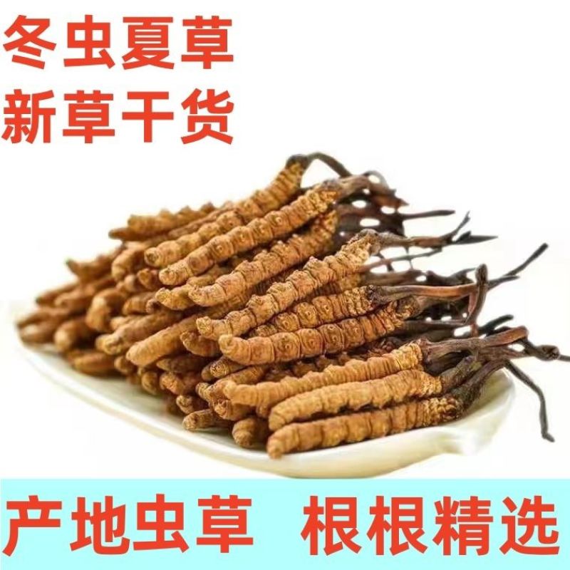 干货正宗冬虫夏草礼盒虫草王阿坝州滋补养生非那曲玉树冬虫夏