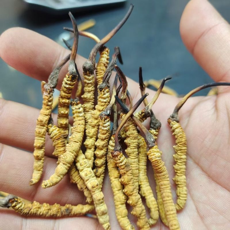干货正宗冬虫夏草礼盒虫草王阿坝州滋补养生非那曲玉树冬虫夏