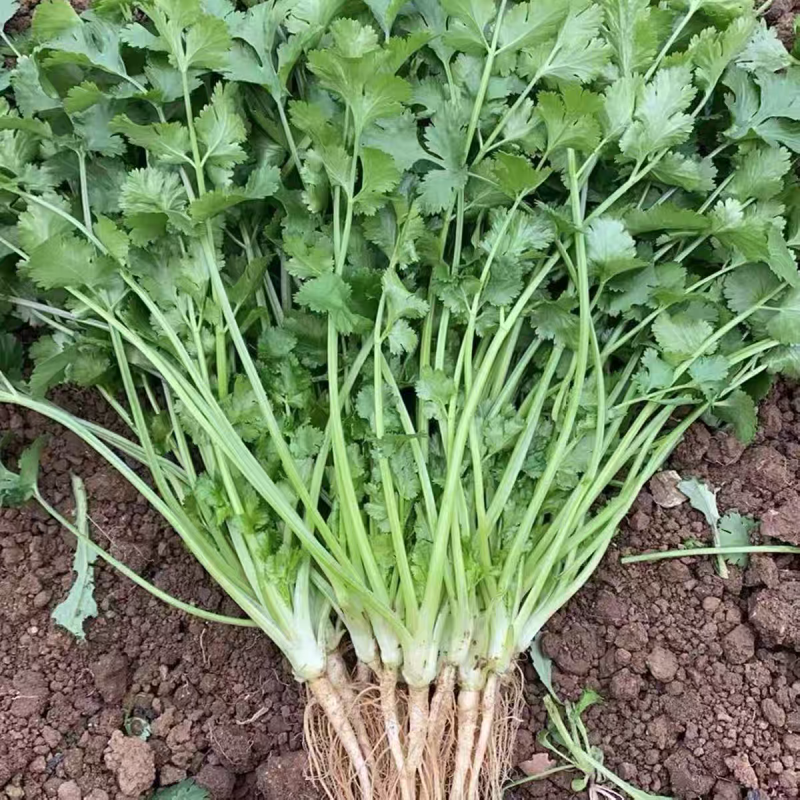 小叶香菜大叶香菜产地看货论价保质保量欢迎订购