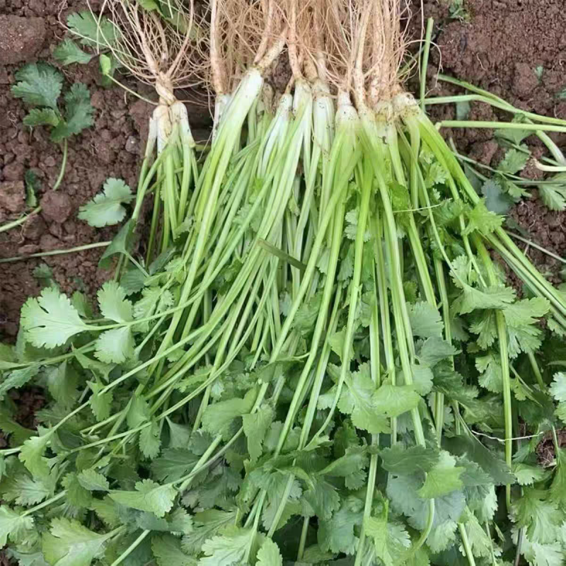 小叶香菜大叶香菜产地看货论价保质保量欢迎订购