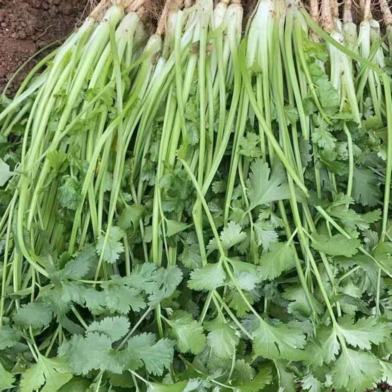 小叶香菜大叶香菜产地看货论价保质保量欢迎订购