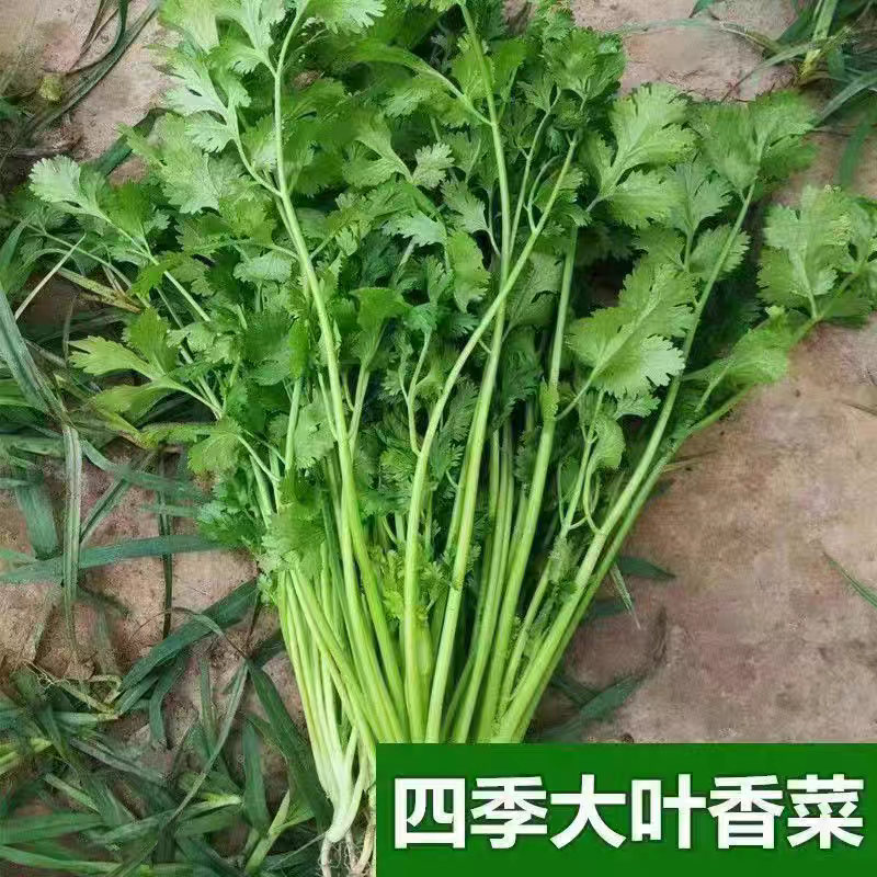 小叶香菜大叶香菜产地看货论价保质保量欢迎订购