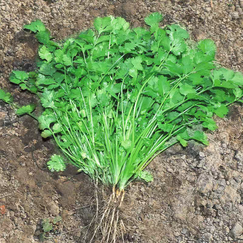 小叶香菜大叶香菜产地看货论价保质保量欢迎订购