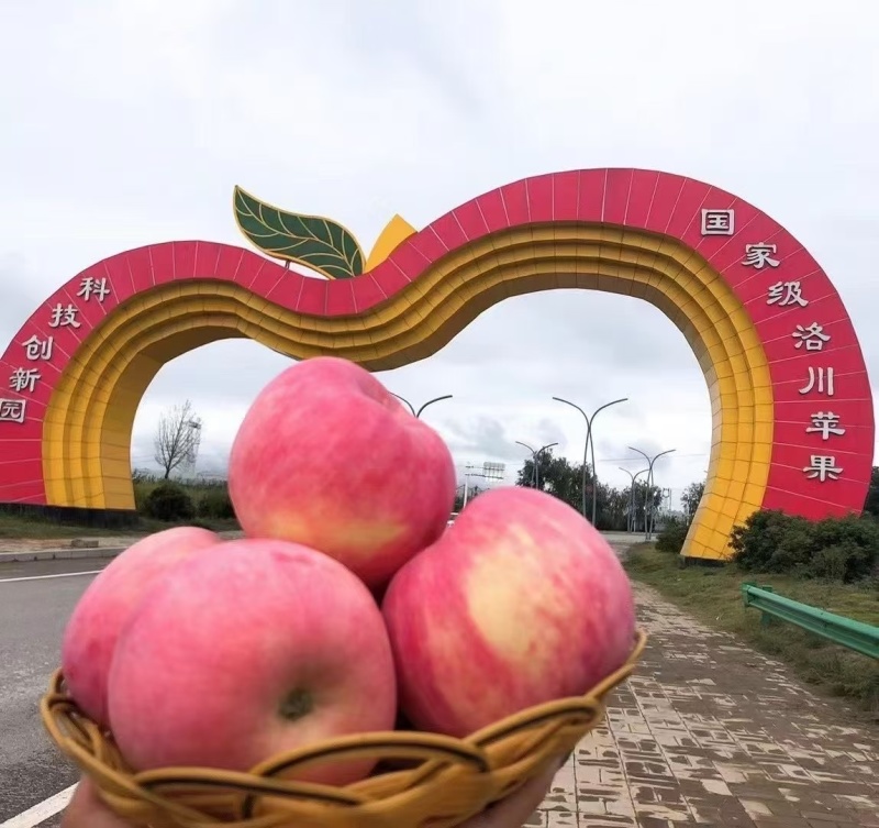 陕西洛川红富士