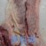 罗肌肉