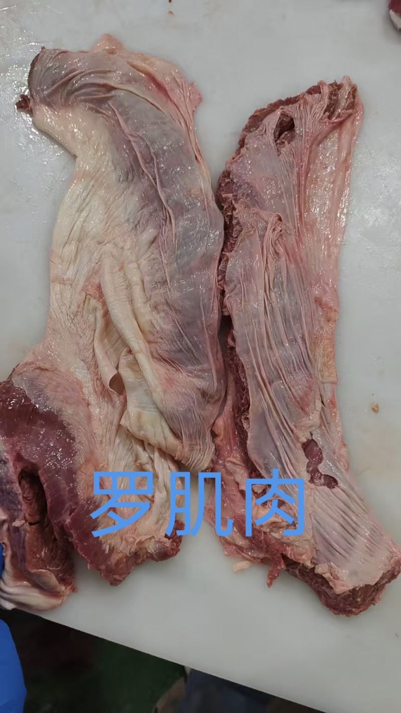 罗肌肉