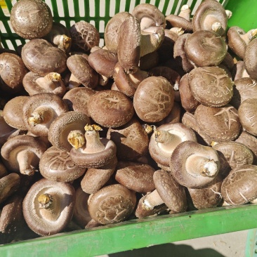 山西灵丘鲜香菇
