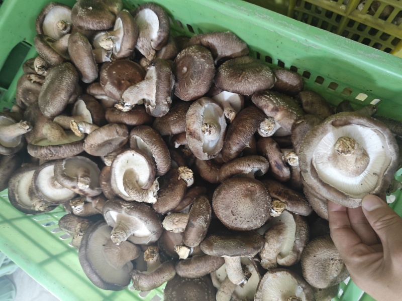 山西灵丘鲜香菇