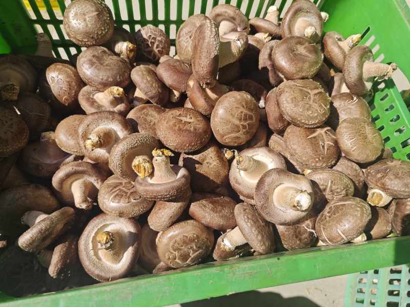 山西灵丘鲜香菇