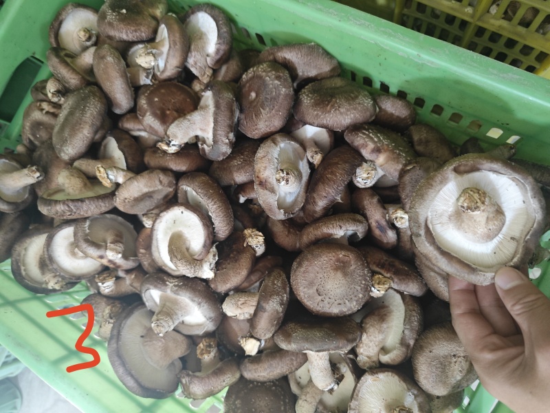 山西灵丘鲜香菇