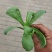 蓬花菜【小叶蓬花菜，割头蓬花菜】割头茼蒿，小叶茼蒿，量大