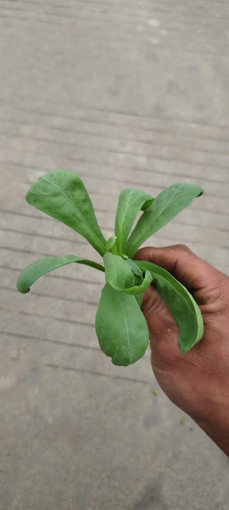 蓬花菜【小叶蓬花菜，割头蓬花菜】割头茼蒿，小叶茼蒿，量大