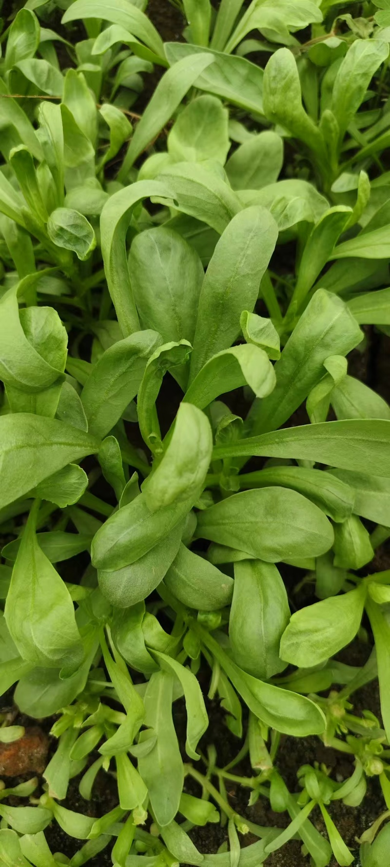 蓬花菜【小叶蓬花菜，割头蓬花菜】割头茼蒿，小叶茼蒿，量大