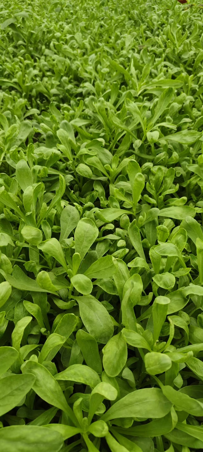 蓬花菜【小叶蓬花菜，割头蓬花菜】割头茼蒿，小叶茼蒿，量大