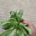 蓬花菜【小叶蓬花菜，割头蓬花菜】割头茼蒿，小叶茼蒿，量大