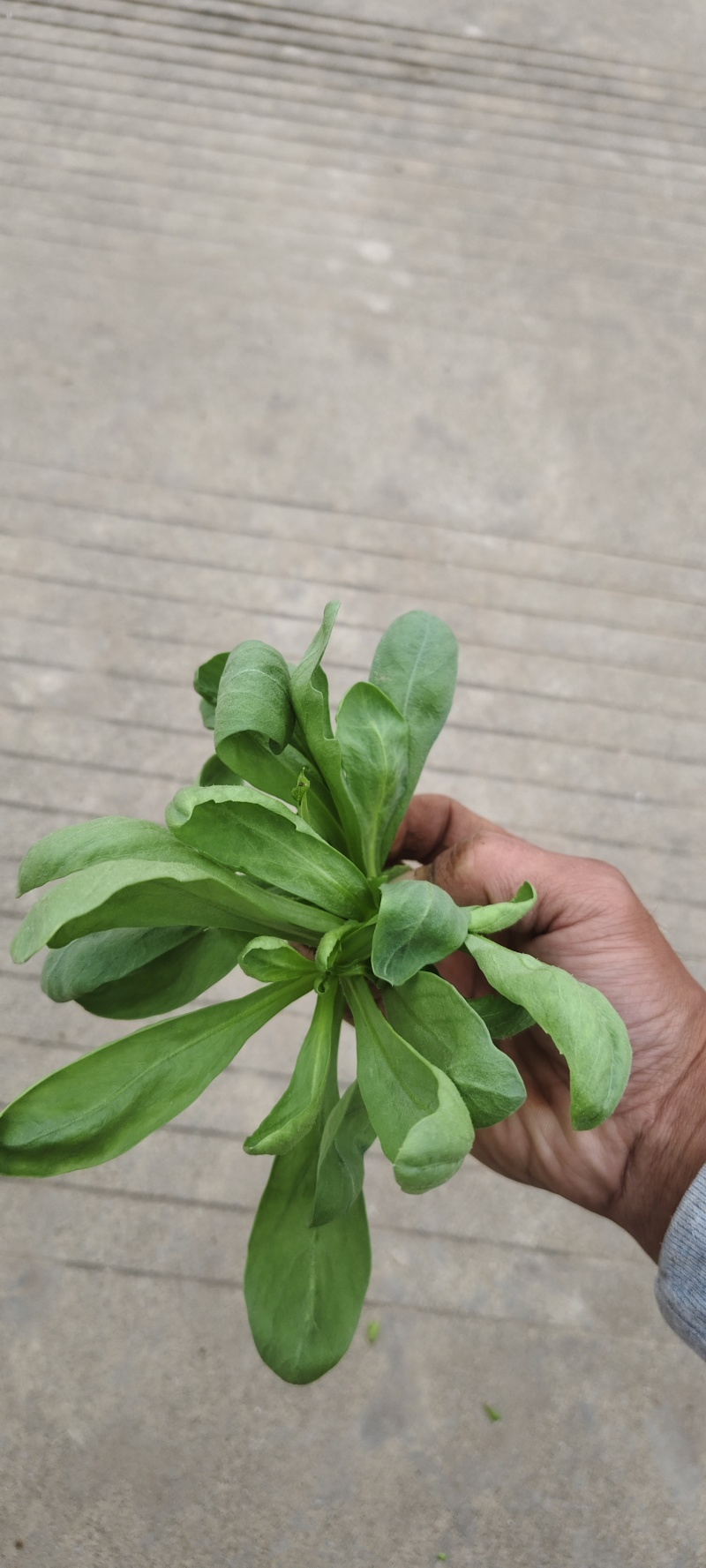 蓬花菜【小叶蓬花菜，割头蓬花菜】割头茼蒿，小叶茼蒿，量大