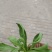 蓬花菜【小叶蓬花菜，割头蓬花菜】割头茼蒿，小叶茼蒿，量大