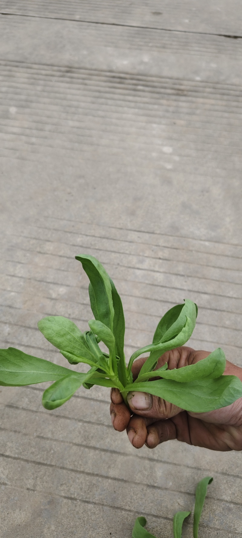 蓬花菜【小叶蓬花菜，割头蓬花菜】割头茼蒿，小叶茼蒿，量大