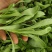 蓬花菜【小叶蓬花菜，割头蓬花菜】割头茼蒿，小叶茼蒿，量大