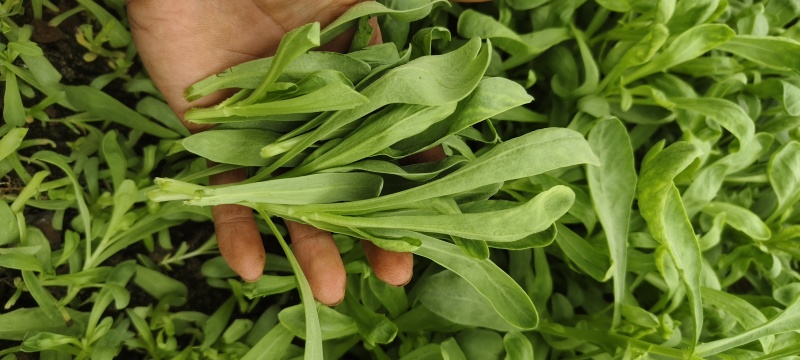 蓬花菜【小叶蓬花菜，割头蓬花菜】割头茼蒿，小叶茼蒿，量大