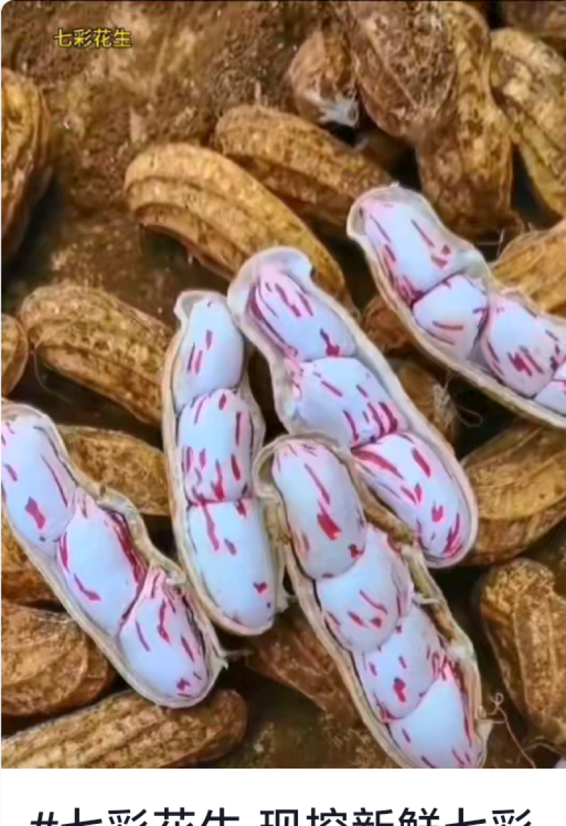 自家种的云南带壳七彩花生