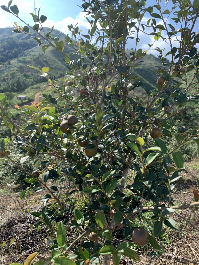 需要山茶油，***********微信同步