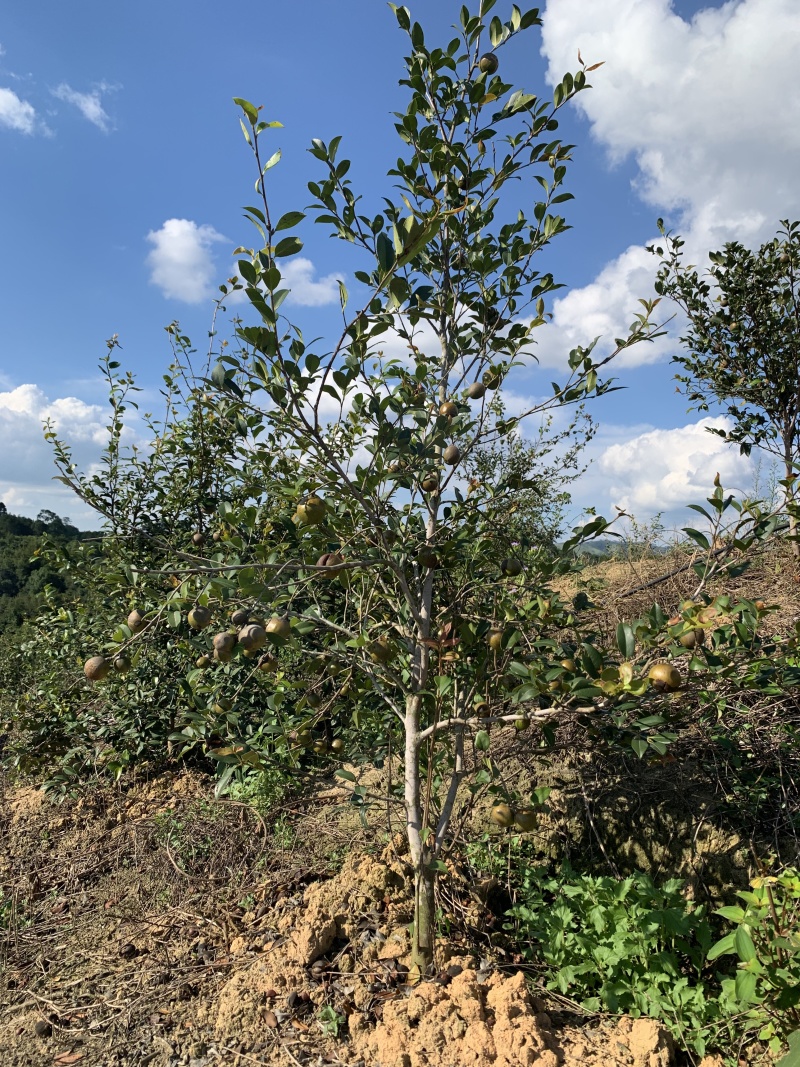 需要山茶油，***********微信同步