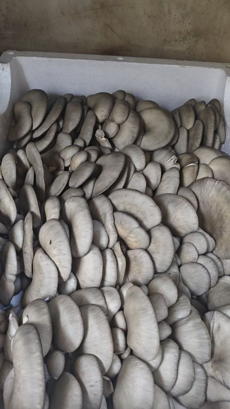 蘑菇平菇，团购爆品