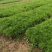 湖北马尾松苗