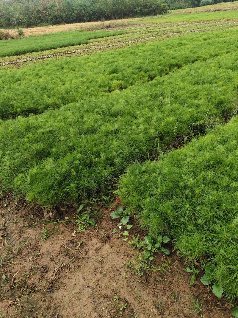 湖北马尾松苗