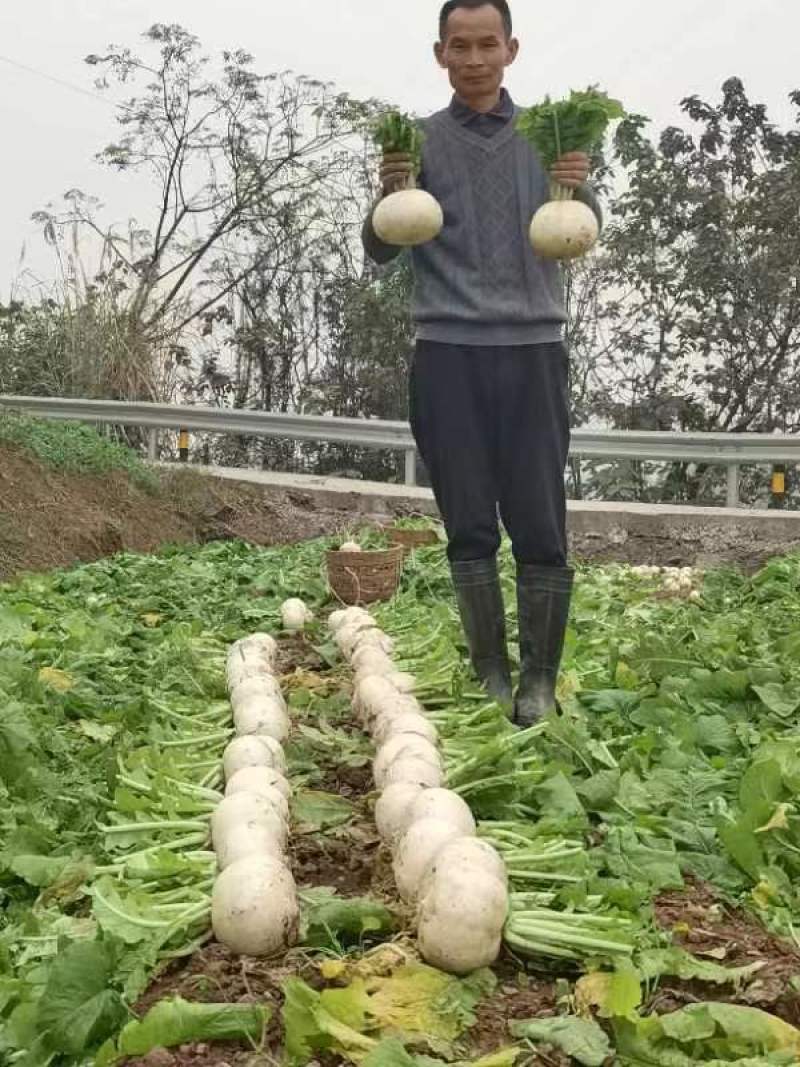渝星甜罐白萝卜种子甜脆萝卜种籽春不老萝卜种子高产抗病秋季