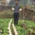 渝星甜罐萝卜种子味甜化渣春不老白萝卜种籽秋季耐寒萝卜