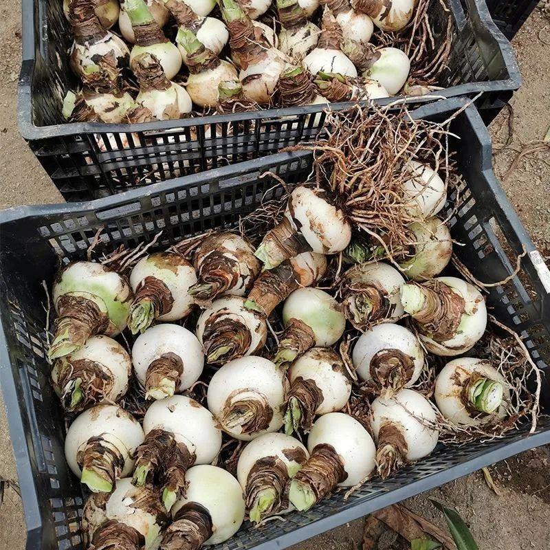 朱顶红种球大花室内庭院阳台盆栽多年根花卉植物四季可种大球