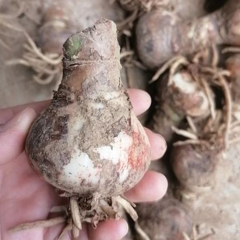 朱顶红种球大花室内庭院阳台盆栽多年根花卉植物四季可种大球