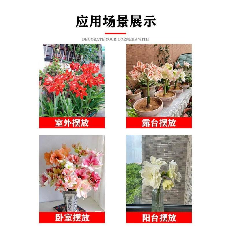 朱顶红种球大花室内庭院阳台盆栽多年根花卉植物四季可种大球