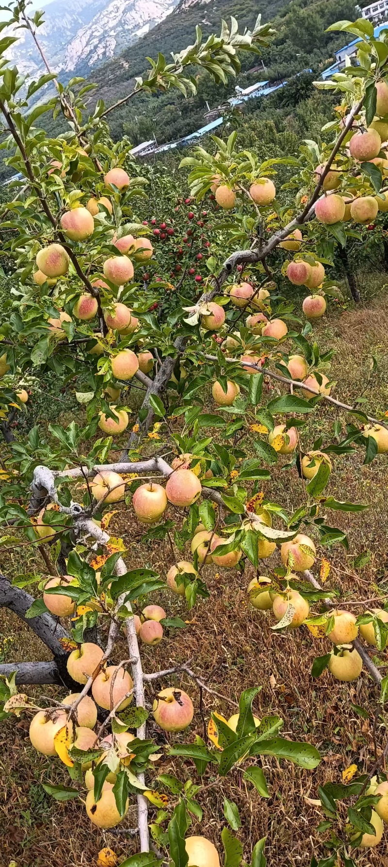 韩富苹果光果