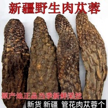 新疆肉苁蓉精选野生甄选正品泡酒整根切片磨粉肉丛容泡水大芸