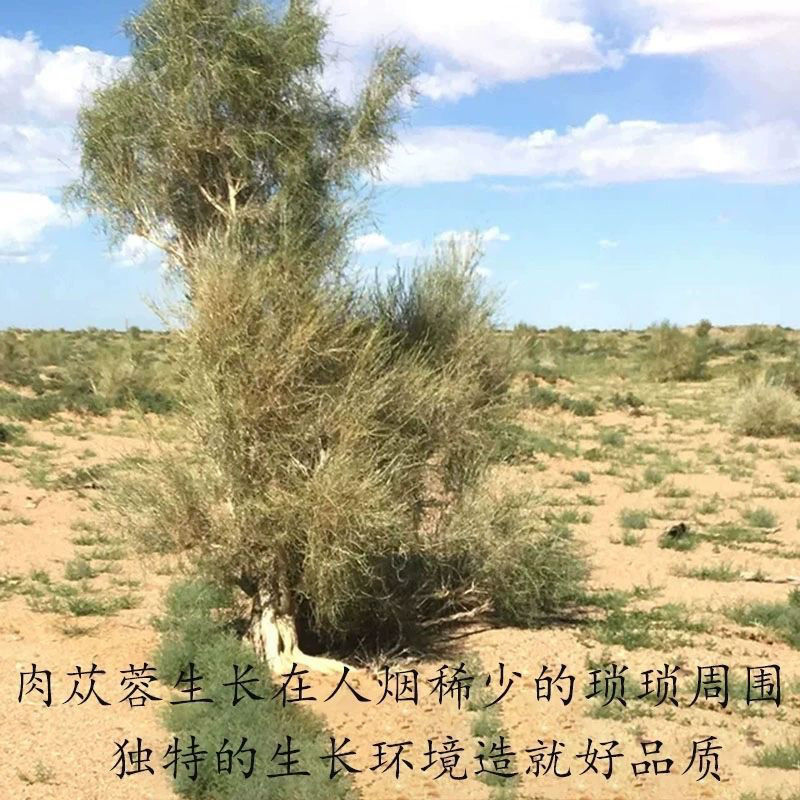 新疆肉苁蓉精选野生甄选正品泡酒整根切片磨粉肉丛容泡水大芸