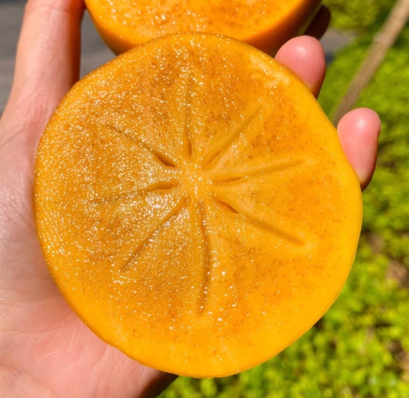 阳丰甜柿陕西脆柿大量现货供应，规格齐全，品质保证代发全国