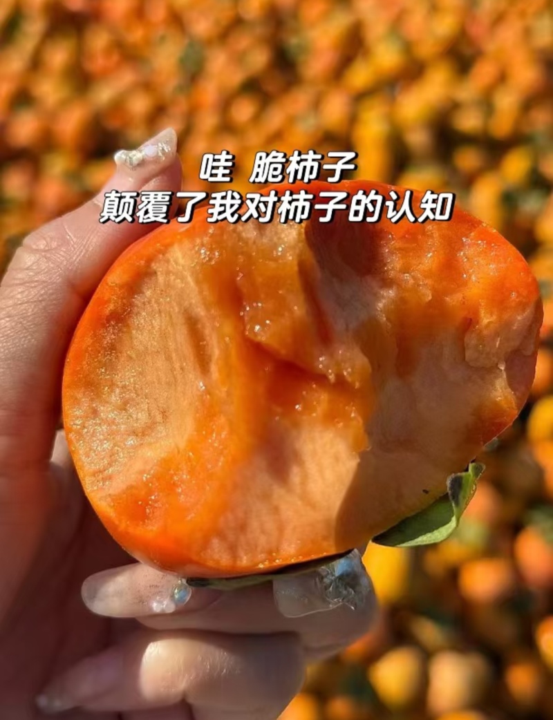 阳丰甜柿陕西脆柿大量现货供应，规格齐全，品质保证代发全国