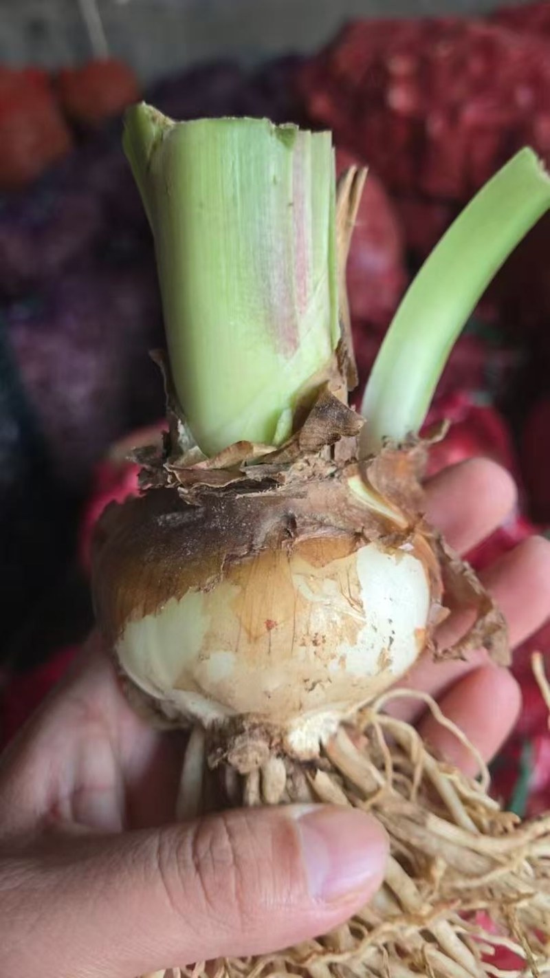 朱顶红种球进口的朱顶红种球多种颜色可选，