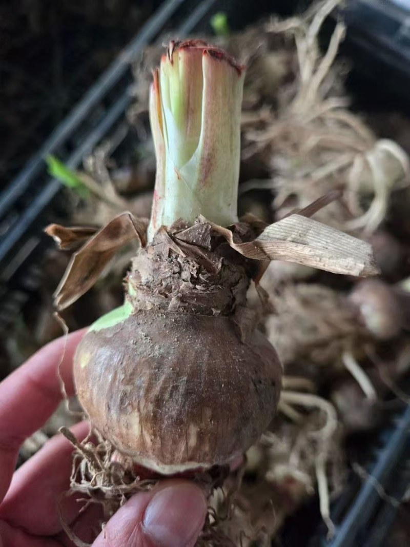 朱顶红种球进口的朱顶红种球多种颜色可选，