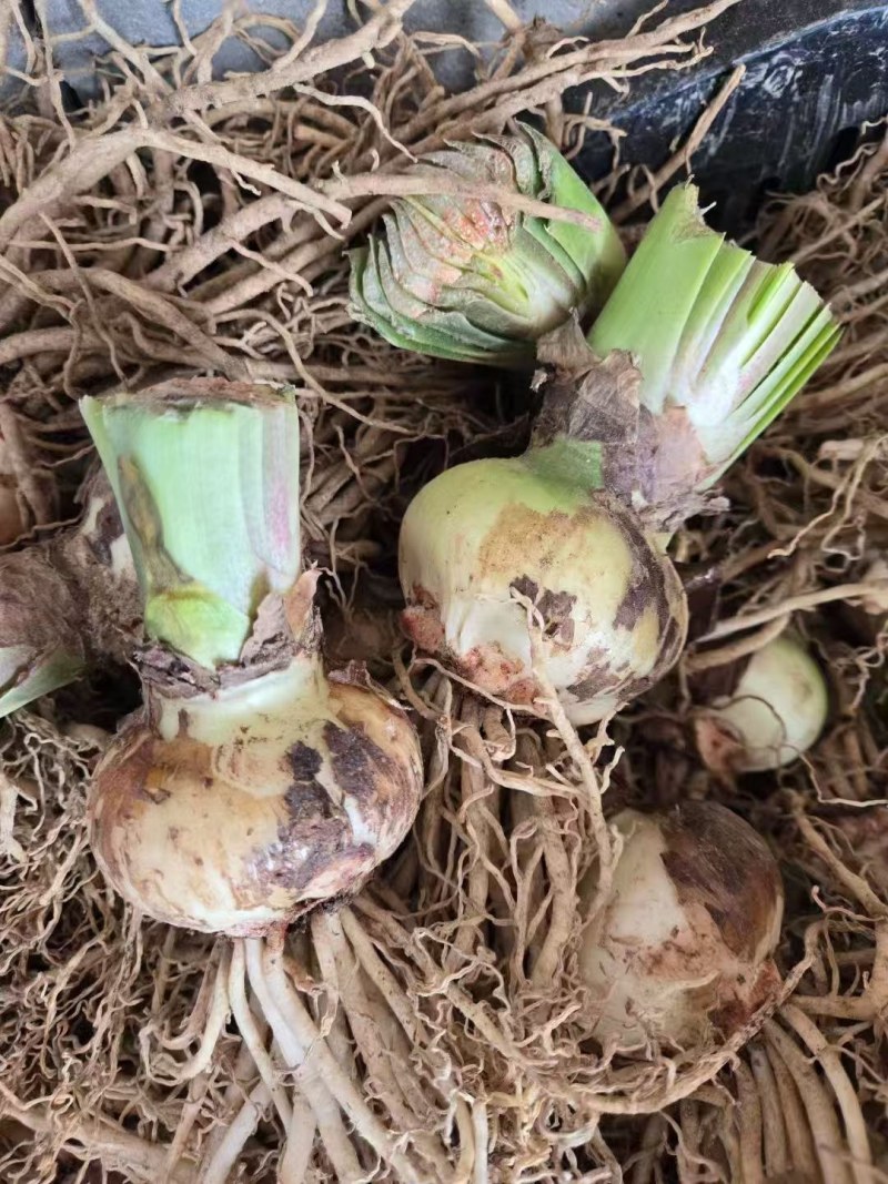 朱顶红种球进口的朱顶红种球多种颜色可选，