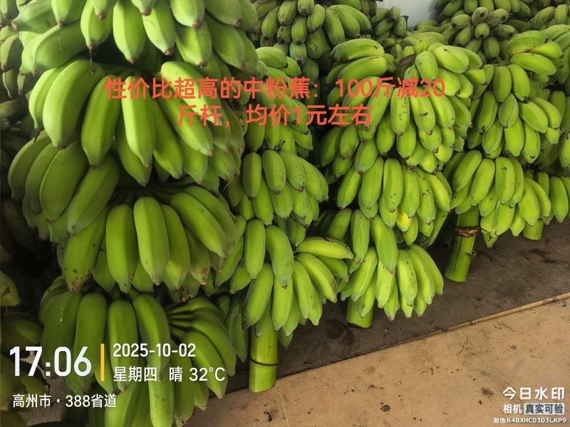 性价比超高的中粉蕉：100斤减20斤杆，均价1元左右
